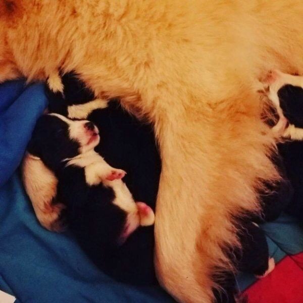 There had recently been a border collie who died in surgery trying to give birth to two more pups after already giving birth to 8. As soon as Daisy met them she immediately began letting them nurse.