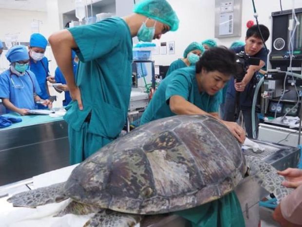 Nearly 1,000 coins were removed from the green sea turtle, who survived four hours of surgery Monday to have them removed from her digestive tract.