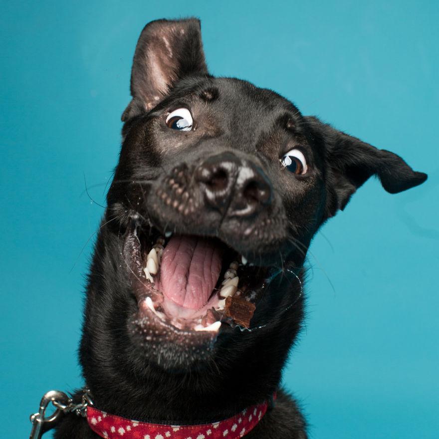 19 Goofy Dog Photos For A Bright Friday Gallery EBaum s World