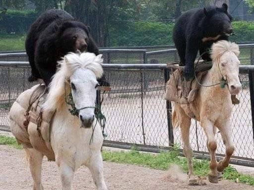 russia bear and horse