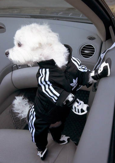 russia adidas shoes for dogs