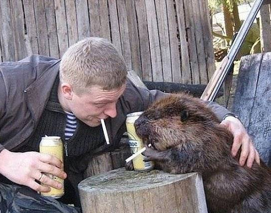 russia drunk beaver