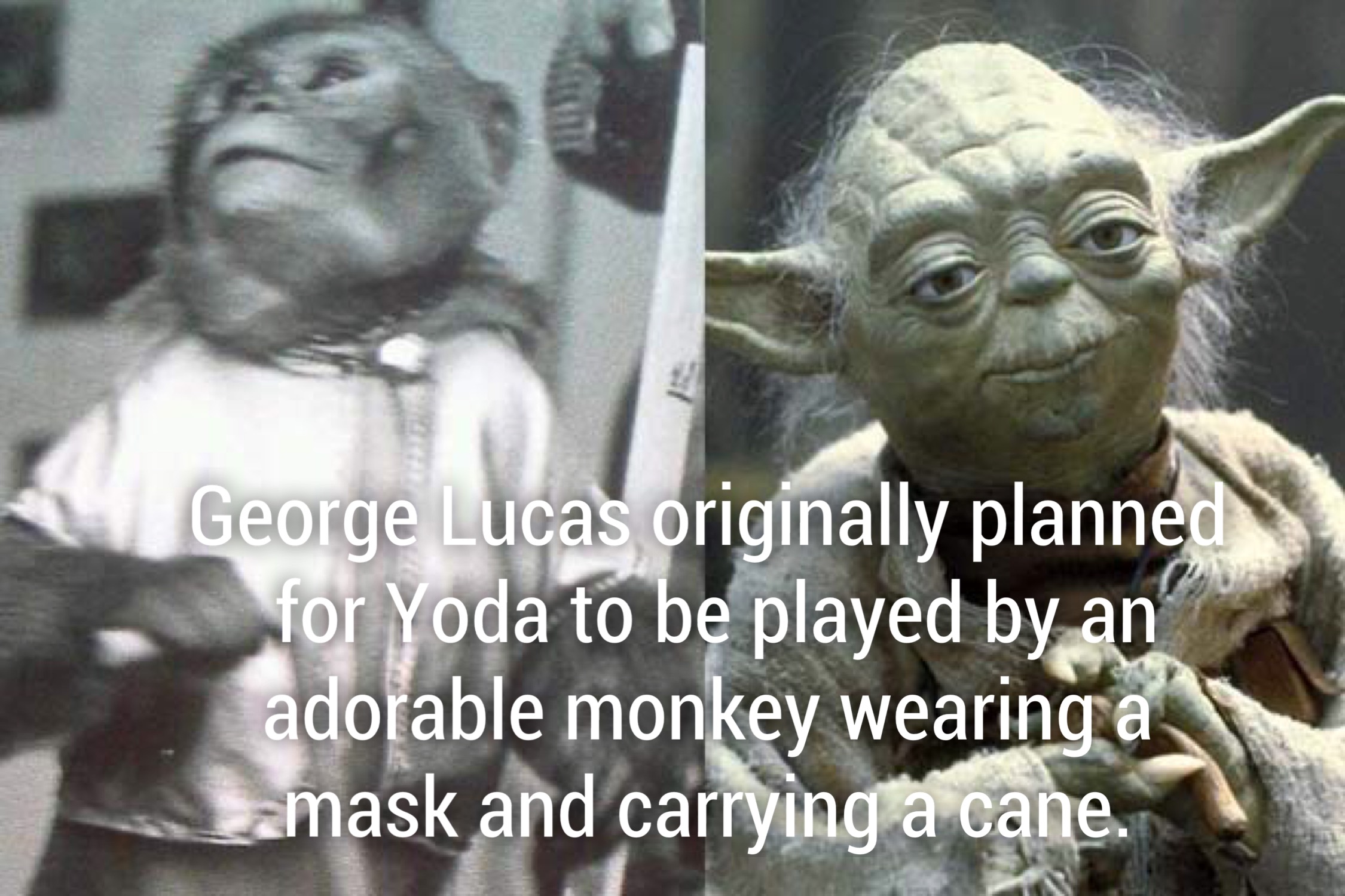 star wars man - George Lucas originally planned for Yoda to be played by an' adorable monkey wearing a Samask and carrying a cane.