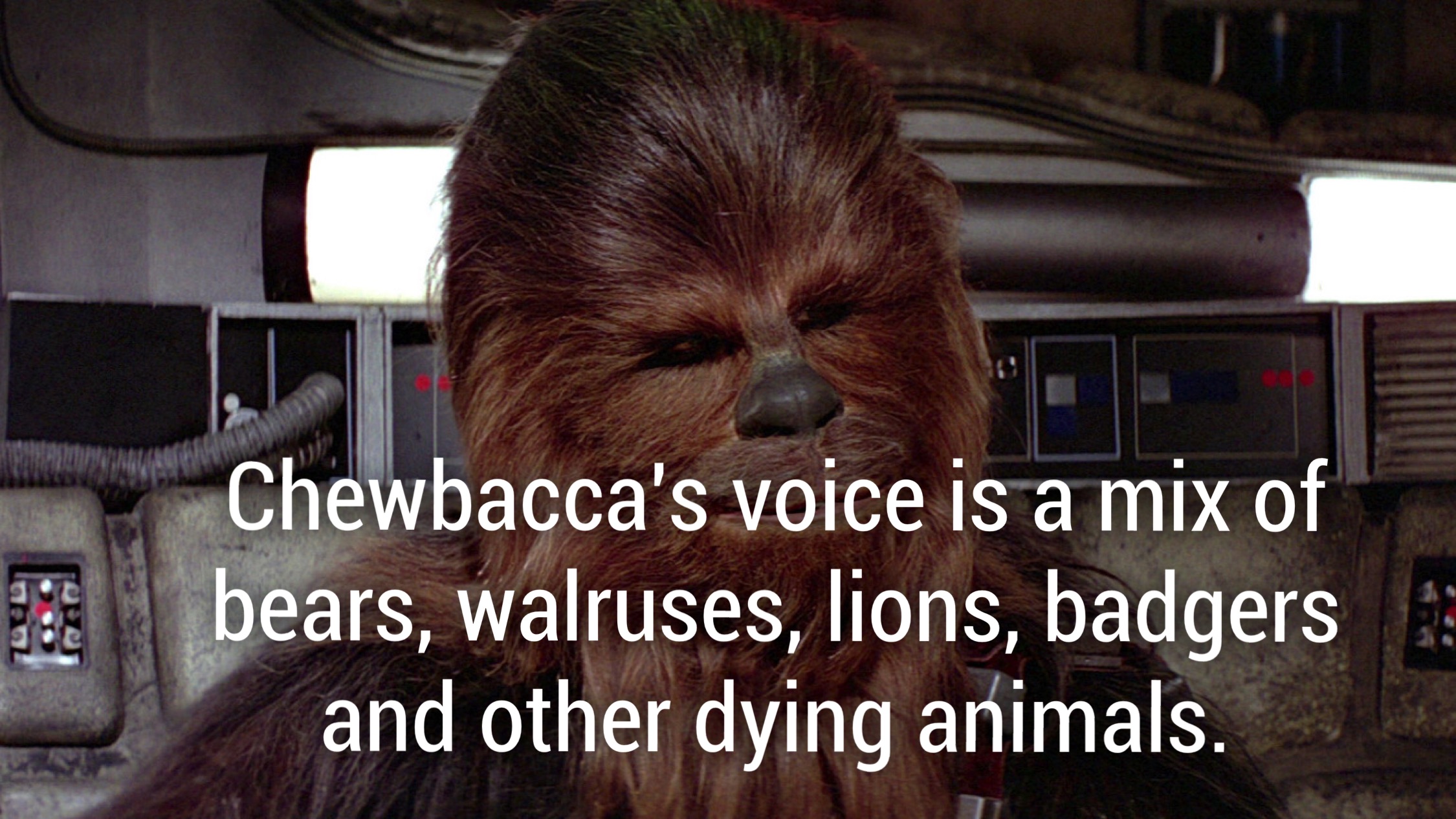 star wars a new hope chewbacca - Chewbacca's voice is a mix of bears, walruses, lions, badgers and other dying animals.
