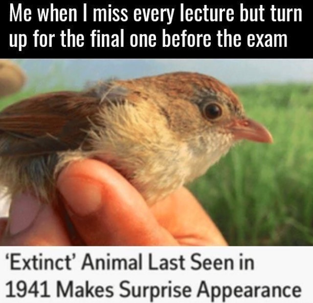 bird thought to be extinct found - Me when I miss every lecture but turn up for the final one before the exam 'Extinct Animal Last Seen in 1941 Makes Surprise Appearance