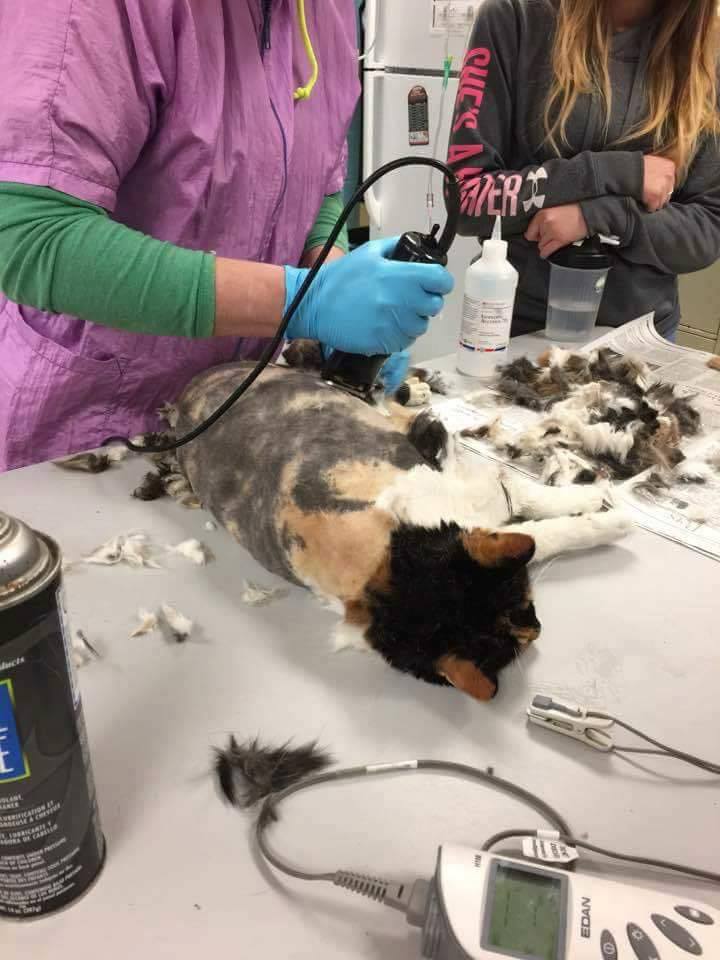 She was taken to an animal shelter; It took the shelter staff several hours to shave off two pounds of Hidey's matted fur. They sedated her for the procedure to minimize her stress and to make her as comfortable as possible.