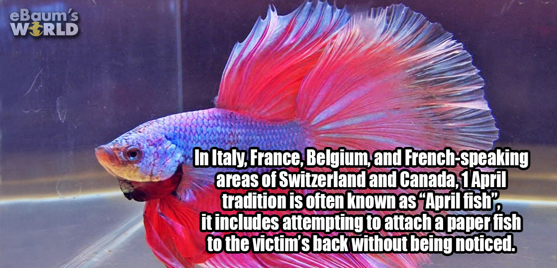 pet fish price - eBaum's World In Italy, France, Belgium, and Frenchspeaking areas of Switzerland and Canada, 1 April tradition is often known as "April fish it includes attempting to attach a paper fish to the victim's back without being noticed.