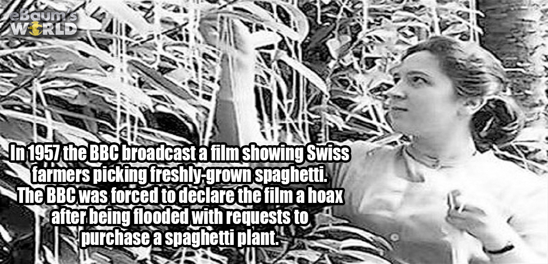 spaghetti tree - Baums Wa Nwin In 1957 the Bbc broadcast a film showing Swiss farmers picking freshlygrown spaghetti. The Bbc was forced to declare the film a hoax after being flooded with requests to u purchase a spaghetti plant. Duw