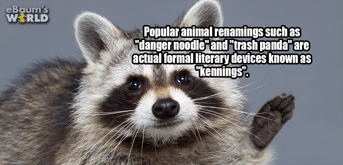 raccoon hi - eBaum's World Popular animal renamings such as "danger noodle" and "trash panda" are actual formal literary devices known as "kennings".