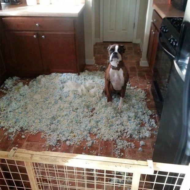 19 Animals That Got Caught Red Handed