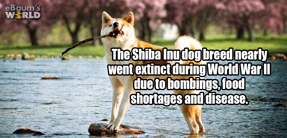 akita inu - eBaum's Wrld The Shiba Inu dog breed nearly went extinct during World War Ii due to bombings, food shortages and disease.