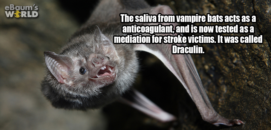 vampire bat - eBaum's World The saliva from vampire bats acts as a anticoagulant, and is now tested as a mediation for stroke victims. It was called Draculin.