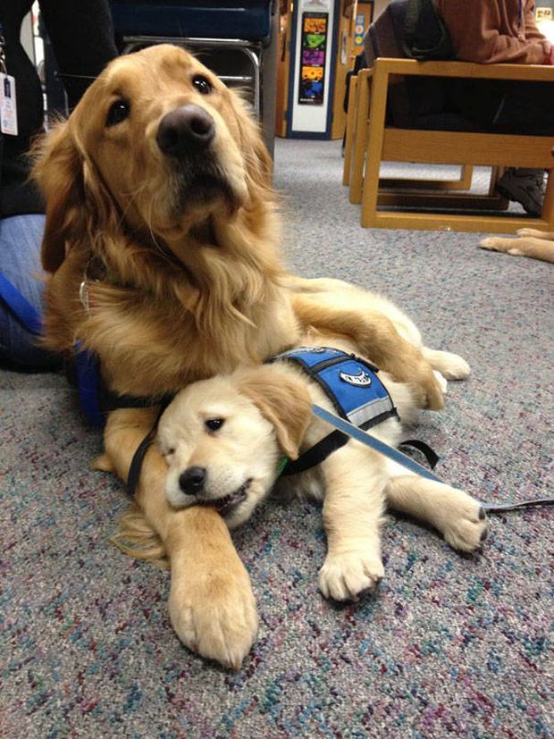 20 Insanely Cute Puppies First Days Of Work