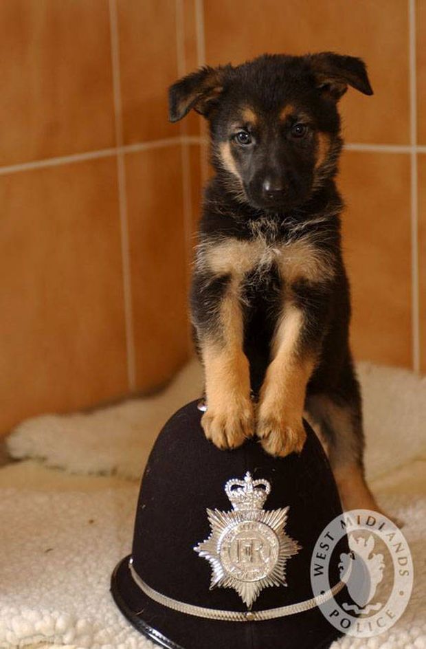 20 Insanely Cute Puppies First Days Of Work