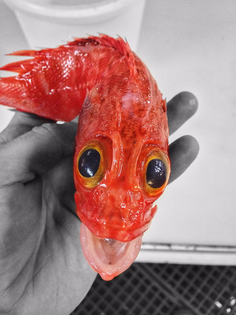 Deep Sea Redfish