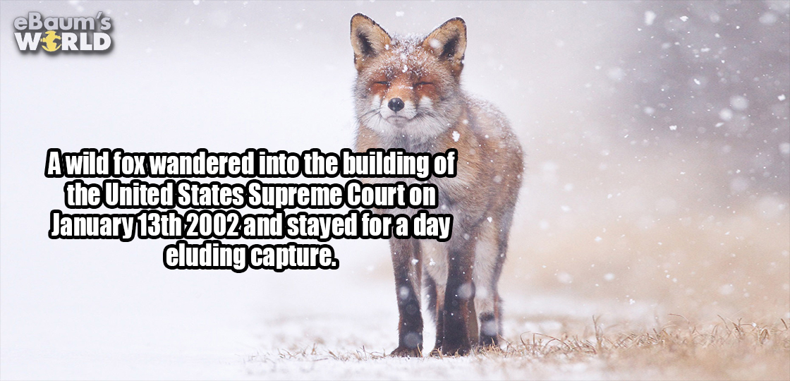 22 Fascinating Facts That Will Start Your Monday With A Bang