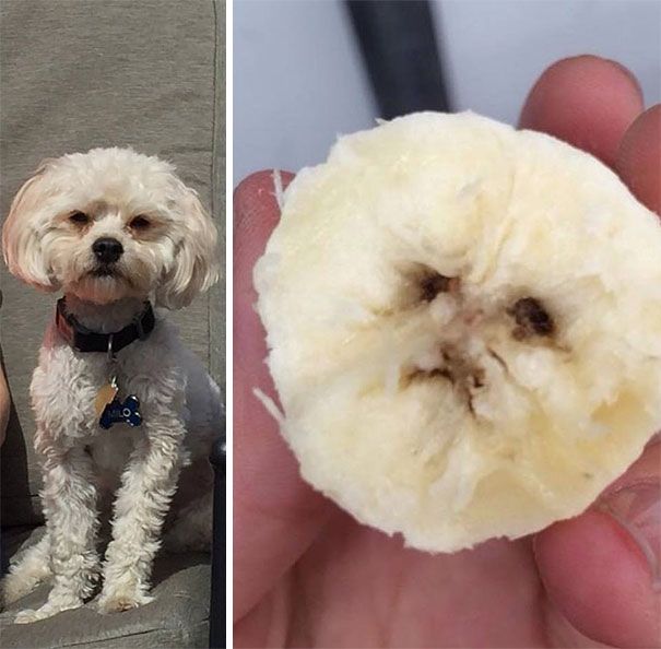 banana looks like dog