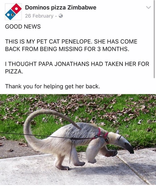 dominos pizza zimbabwe meme - Dominos pizza Zimbabwe 26 February Good News This Is My Pet Cat Penelope. She Has Come Back From Being Missing For 3 Months. I Thought Papa Jonathans Had Taken Her For Pizza. Thank you for helping get her back.