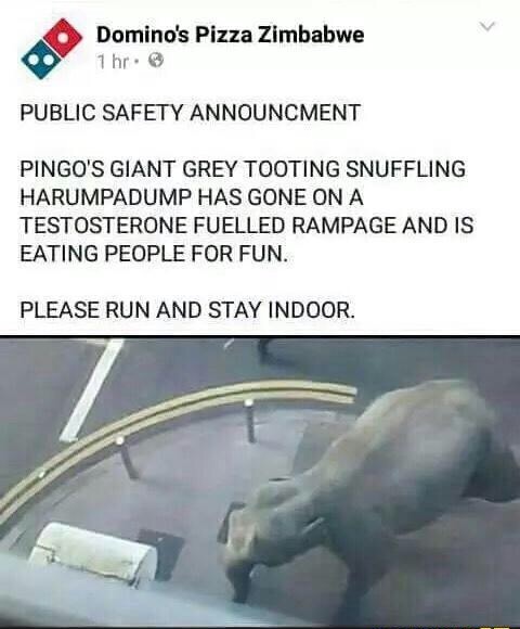 dominos pizza zimbabwe - Domino's Pizza Zimbabwe 1 hr. Public Safety Announcment Pingo'S Giant Grey Tooting Snuffling Harumpadump Has Gone On A Testosterone Fuelled Rampage And Is Eating People For Fun. Please Run And Stay Indoor.