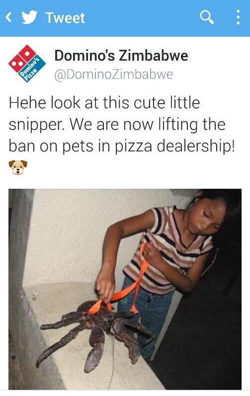 dominos zimbabwe - Tweet Domino's Pizza Domino's Zimbabwe Hehe look at this cute little snipper. We are now lifting the ban on pets in pizza dealership!
