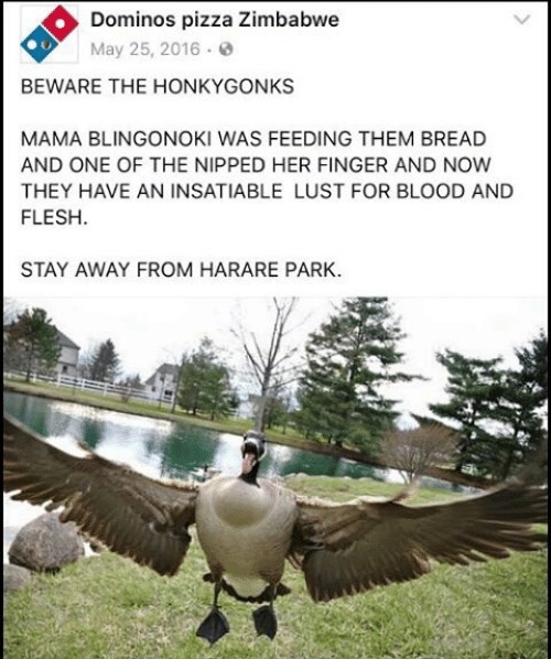 goose attack - Dominos pizza Zimbabwe Beware The Honkygonks Mama Blingonoki Was Feeding Them Bread And One Of The Nipped Her Finger And Now They Have An Insatiable Lust For Blood And Flesh. Stay Away From Harare Park.
