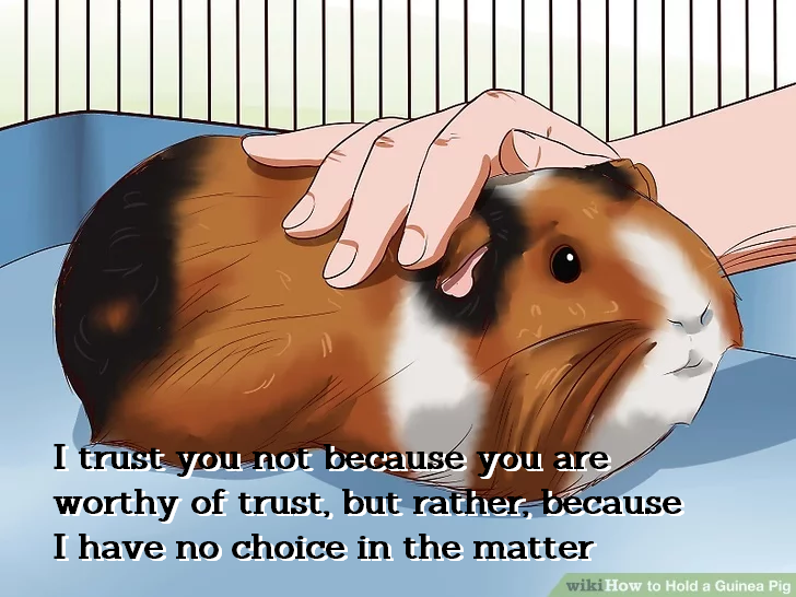 wikihow guinea pig meme - I trust you not because you are worthy of trust, but rather, because I have no choice in the matter wikiHow to Hold a Guinea Pig
