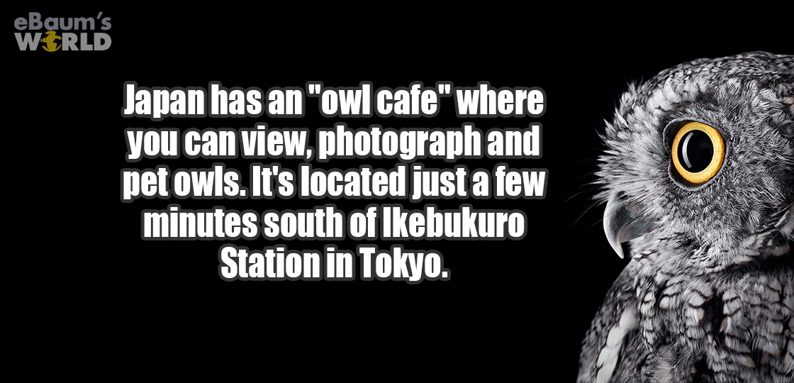 wonderful owl - eBaum's World Japan has an "owl cafe" where you can view, photograph and pet owls. It's located just a few minutes south of Ikebukuro Station in Tokyo.
