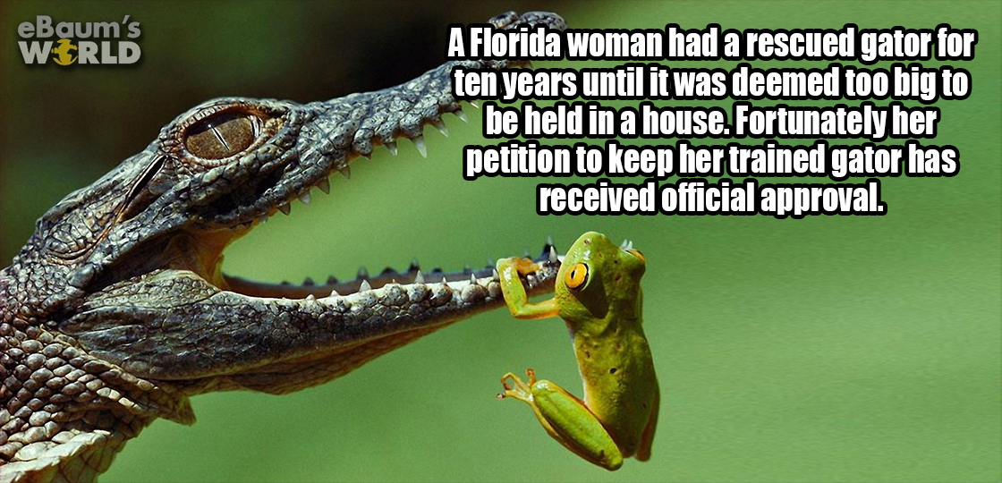 animal national geographic nature - eBaum's World A Florida woman had a rescued gator for ten years until it was deemed too big to be held in a house. Fortunately her petition to keep her trained gator has received official approval.