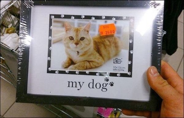 Picture of a cat in a MY DOG picture frame.