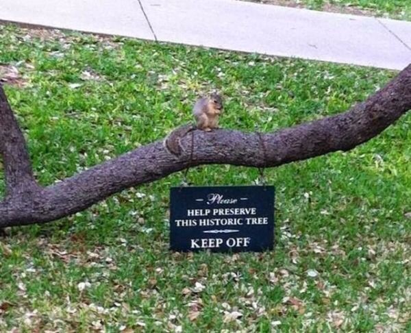Squirrel ignoring a sign to stay off.