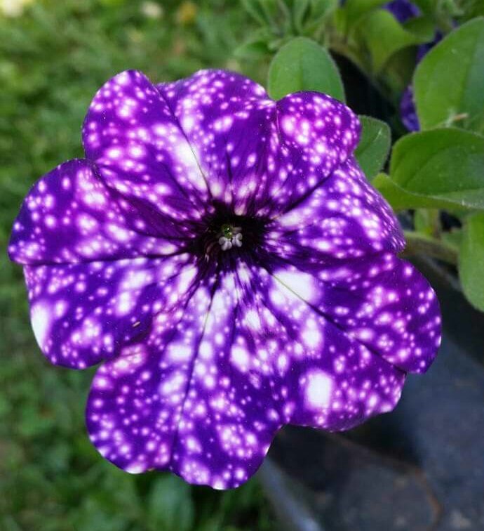 flower that looks like space