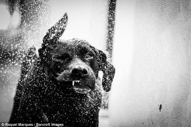 Comedy Pet Photography Awards Is Here With Its First Edition