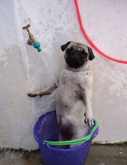 20 Cool Pics Of Animals Trying To Deal With The Heat
