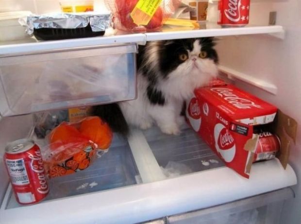 20 Cool Pics Of Animals Trying To Deal With The Heat