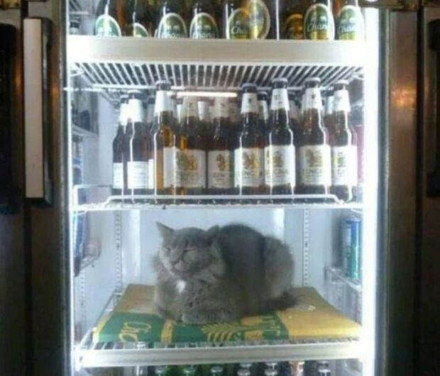 This cat has the right idea.
