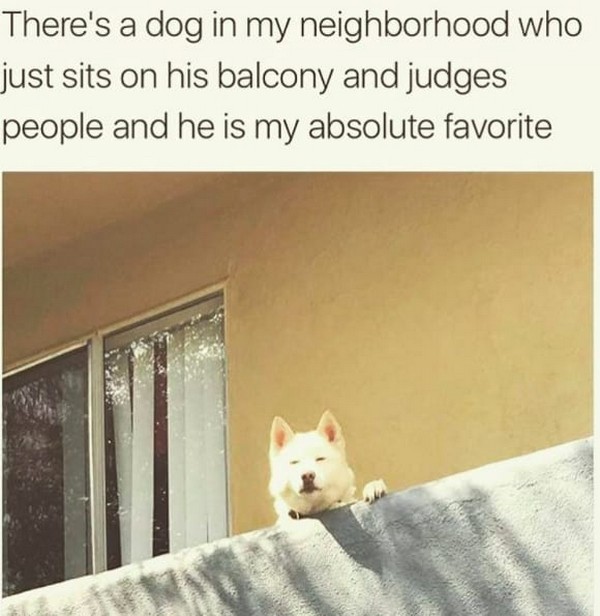 dog balcony meme - There's a dog in my neighborhood who just sits on his balcony and judges people and he is my absolute favorite