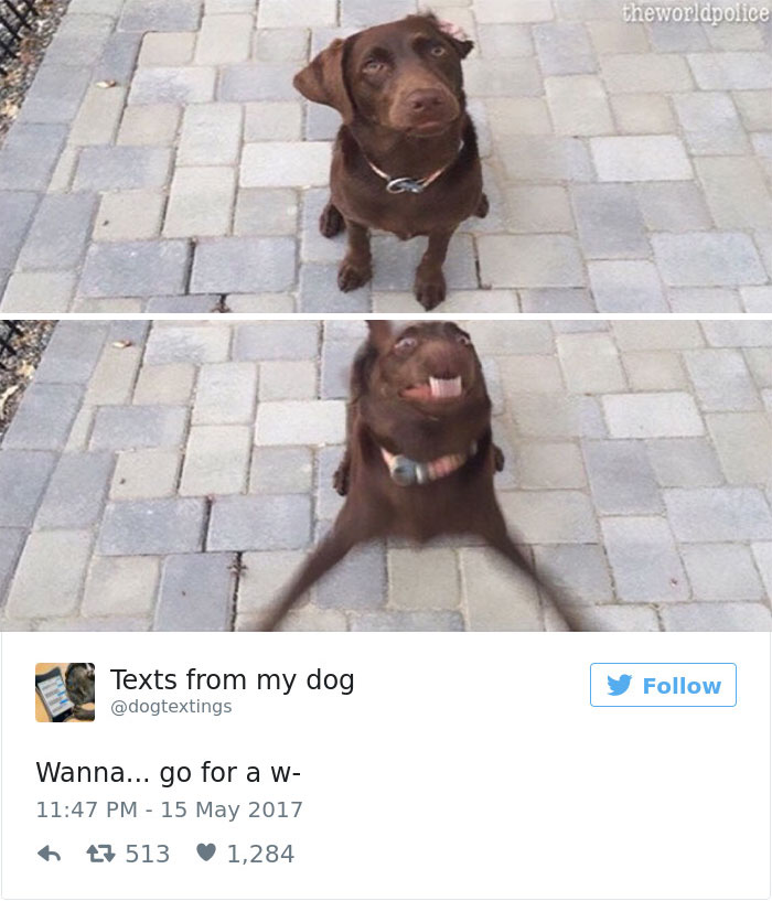 19 Pics Dog Owners Will Relate To