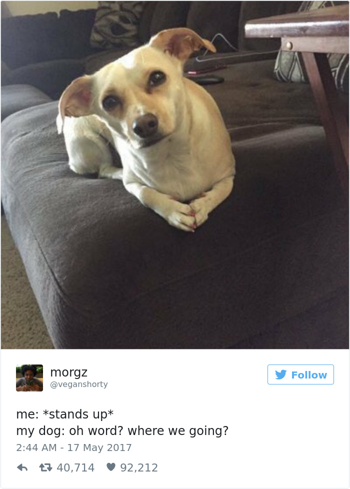 19 Pics Dog Owners Will Relate To