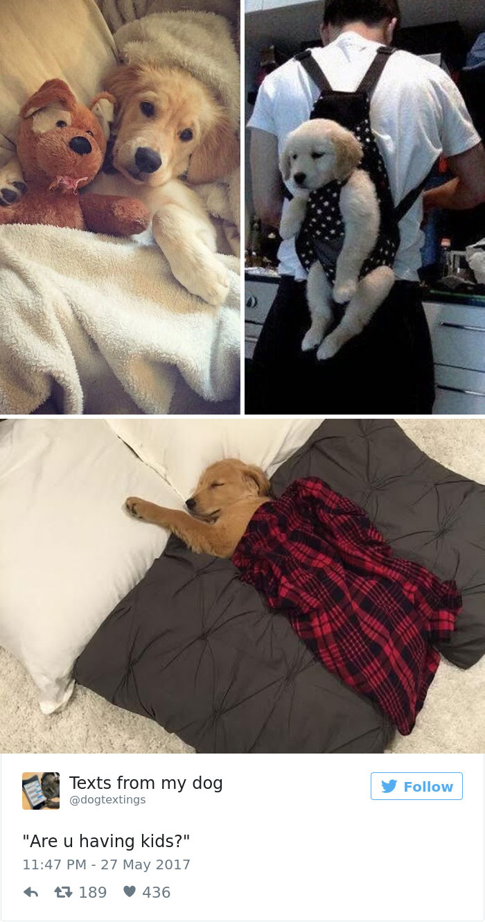 19 Pics Dog Owners Will Relate To