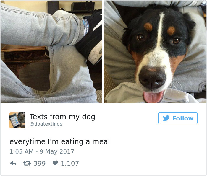 19 Pics Dog Owners Will Relate To