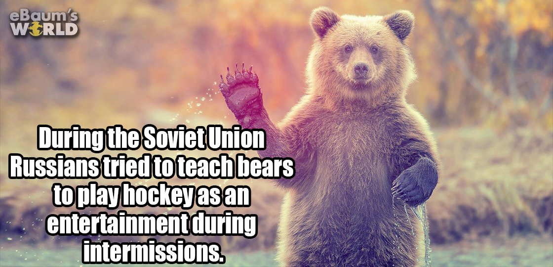 Fun fact about how the Soviet Union tried to teach bears how to play hockey.