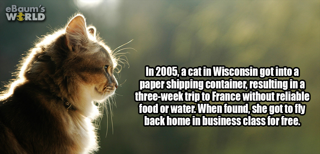 Cat in 2005 that got stuck in a shipping container and got to fly back first class.