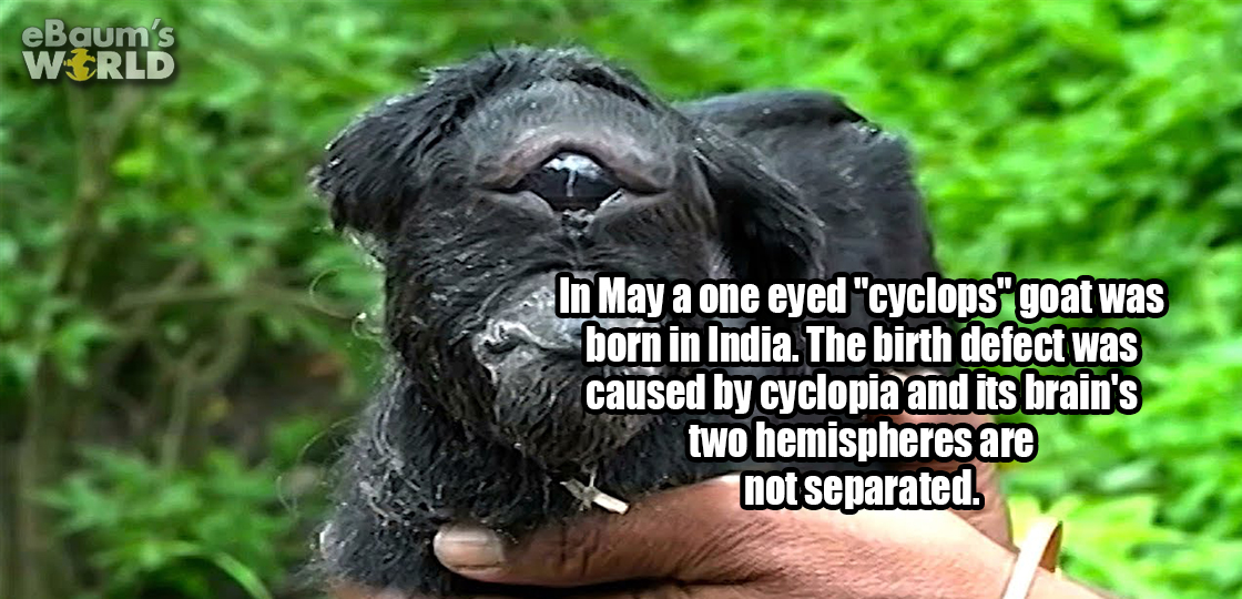 one eyed cyclops goat from India