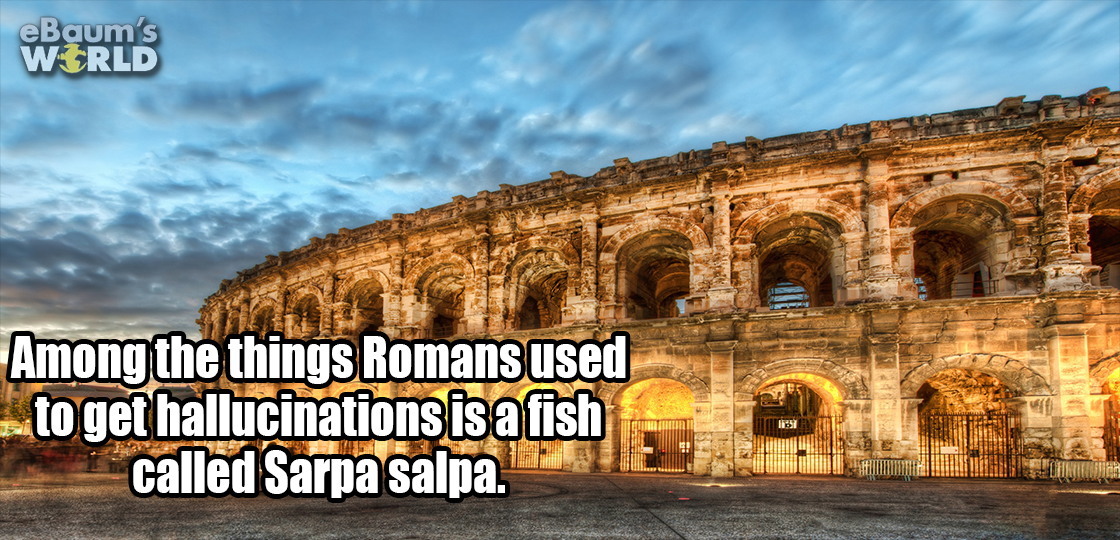 fun fact about Sarpa Salpa and how the Romans used to use it for creating hallucinations.