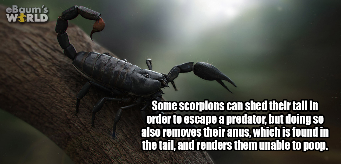 fun fact about scorpions losing their ability to poop if they lose their stinger in a fight