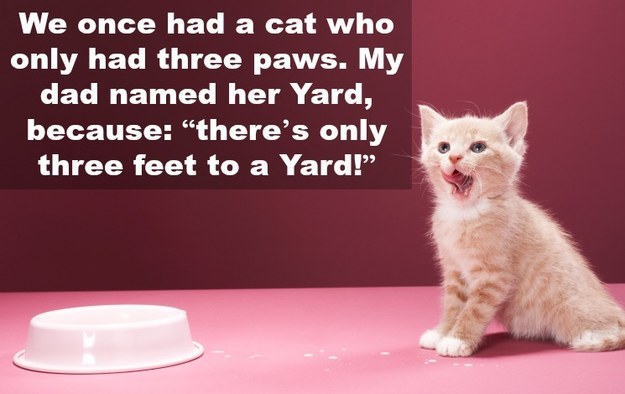 dad jokes - kitty kindergarten - We once had a cat who only had three paws. My dad named her Yard, because there's only three feet to a Yard!"