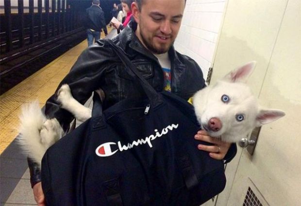 New York People Get Creative After Dogs Got Banned Out Of The Subway