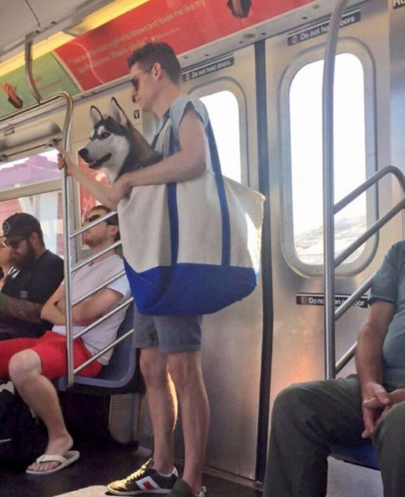 New York People Get Creative After Dogs Got Banned Out Of The Subway