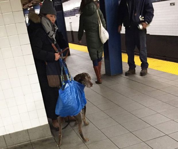 Is he in the bag or is the bag his pants?