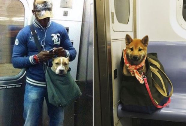 New York People Get Creative After Dogs Got Banned Out Of The Subway